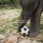 Wir hatten viel Spaß bei den Elefanten in Lampang / Thailand